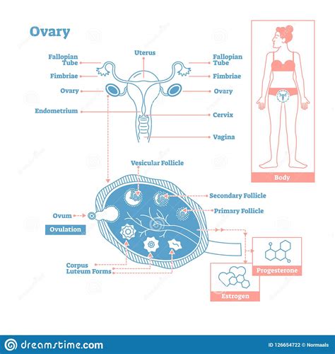 DIAGRAM Labeled Diagram Uterus Ovary MYDIAGRAM ONLINE