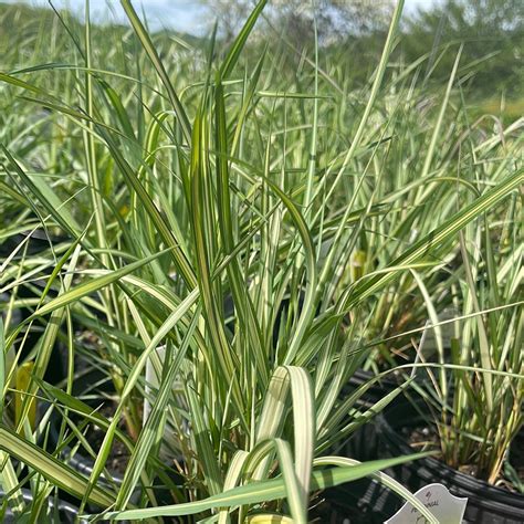 Lightning Strike™ Feather Reed Grass Calamagrostis X Acutiflora
