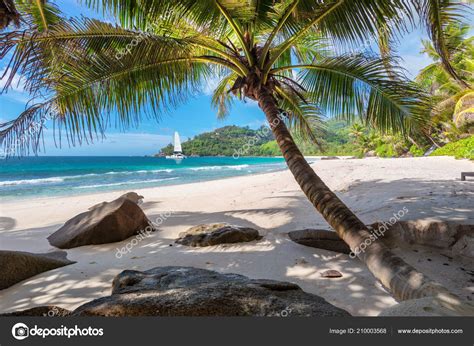 Palm Tree Tropical Beach Paradise Island Seychelles Summer Vacation Travel — Stock Photo
