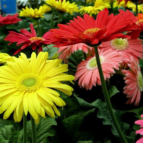 Maybe you would like to learn more about one of these? Gerbera Daisy - VerdeGo