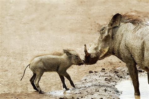 Baby Warthog Phacochoerus Africanus By Richard Wear Design Pics