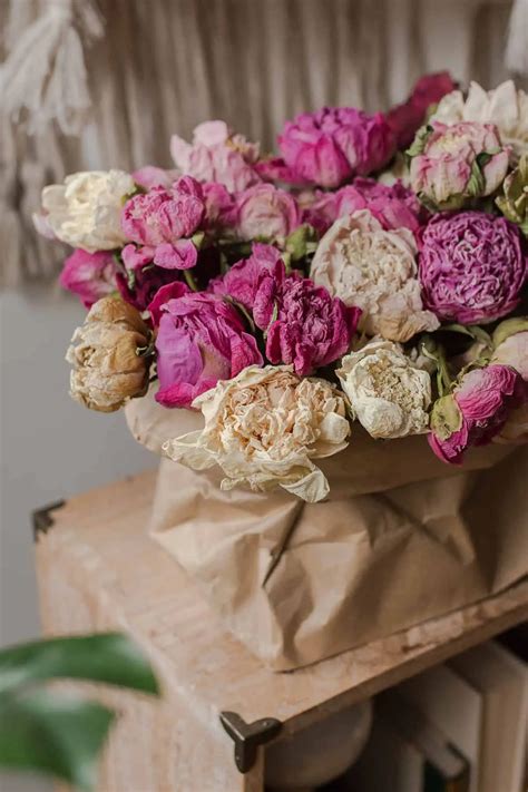 How To Dry Peonies Two Effective Ways Plantglossary
