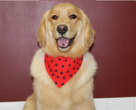 Golden Retriever Grooming In Barrie Ontario Doogans Pet Centre