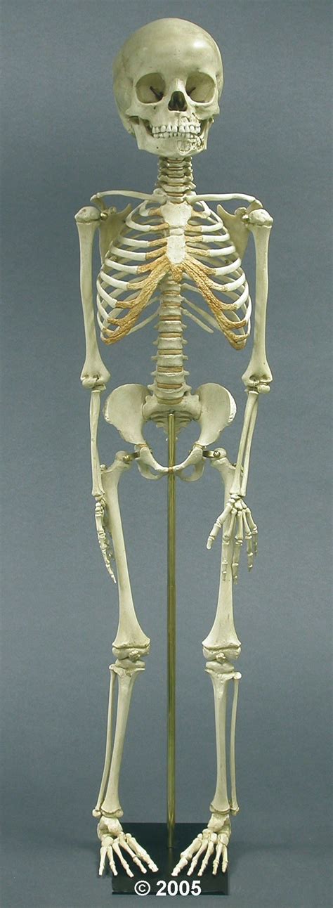 Child Skeleton Model 2850 Paediatric Skeleton Replica Anatomystuff