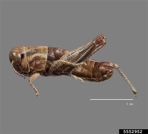 Migratory Grasshopper Melanoplus Sanguinipes