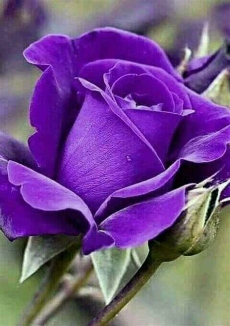 An enchanting purple rose is also known as the mystical rose. this flowers gives off special meanings like royalty and majesty. Loving the purple 💜 | Purple roses, Hybrid tea roses, Flowers