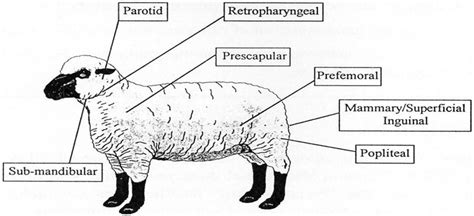 Pdf Caseous Lymphadenitis Cla In Sheep The Moredun Foundation