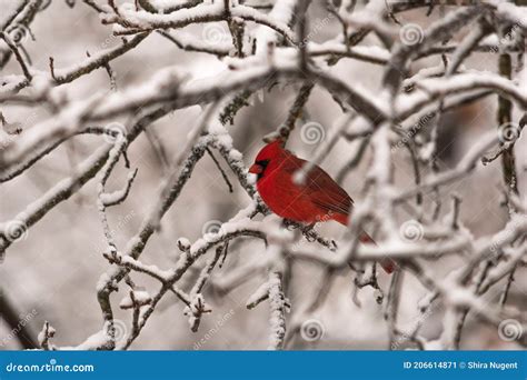 Male Cardinal On Snowy Branches Stock Image Image Of Frost Wildlife