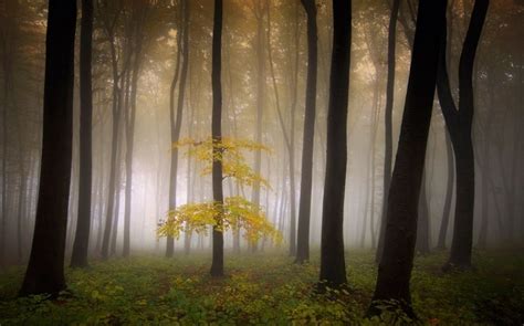 Wallpaper Sunlight Trees Landscape Forest Nature Branch Sunrise