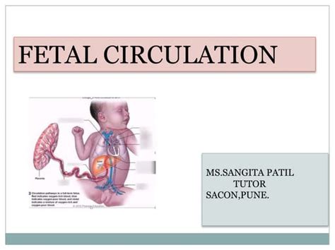 5 Fetal Circulationppt