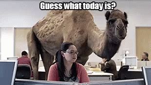 These men waged war so we might know peace. Hump Day GIF - HumpDay Wednesday Geico - Discover & Share GIFs