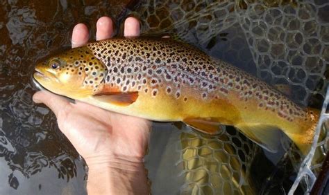 Tyler Fritz S Fly Fishing Pic Of A Loch Leven Trout German Fly Dreamers