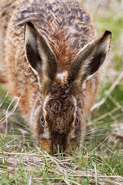 European Hare Eating Grass Photograph By John Devriesscience Photo