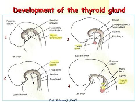Image Result For Thyroid Gland Embryology