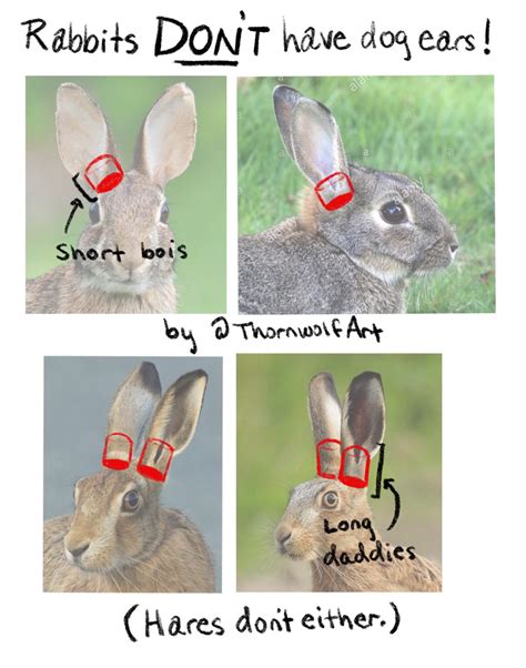 Tutorial How To Draw Rabbit Ears — Thornwolf Creative Services