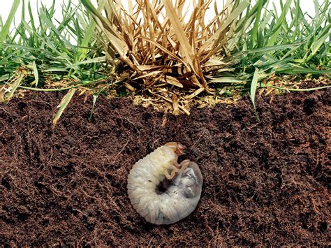 Grubs In Your Lawn How To Identify Them And Surefire Ways To Get Rid Of