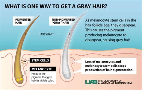 Study Explains One Reason Hair Can Turn Gray News Uab