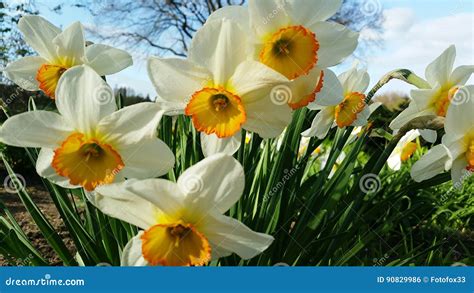 Easter Daffodils Close Up Stock Photo Image Of Flora 90829986