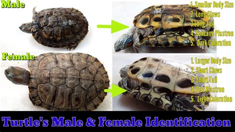 5 Way To Identify Male Or Female Turtle Turtle Male Female Youtube