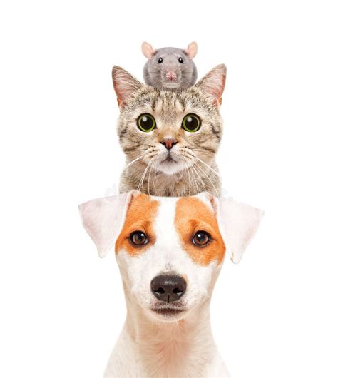 Funny Portrait Of Pets Stock Image Image Of Humorous 125227661