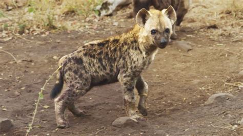Wild Hyena Cubs The Lion Whisperer Youtube