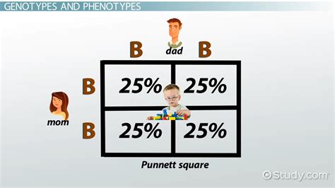 Punnett Square Definition And Overview Video And Lesson Transcript
