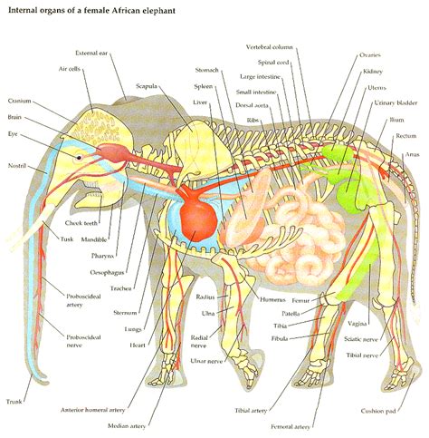 Back pain from internal organs is often felt on one side of. Female Lower Back Anatomy Internal Organs / Human Body Organs Diagram Woman - Arocreative ...