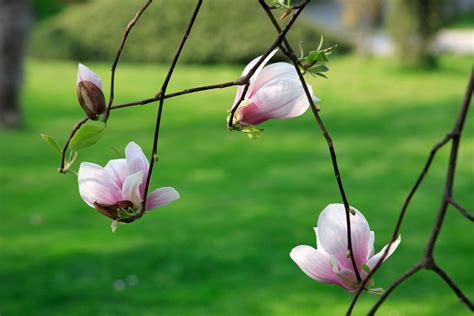 Interesting Meaning And Symbolism Of A Magnolia Flower