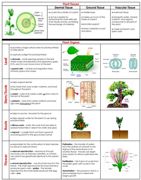 Biology staar review i draft. Plants - LPHS BIOLOGY STAAR REVIEW