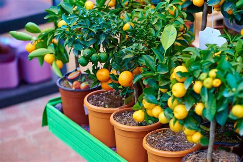 Maybe you would like to learn more about one of these? Quels arbres fruitiers mettre sur son balcon ? | Pratique.fr