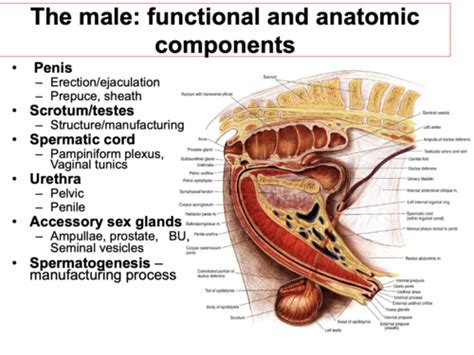 20 Male Reproductive System Anatomy Flashcards Quizlet