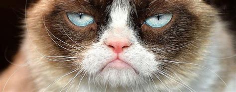 Grumpy Cat De Meme A Negocio Millonario Marketingaholic