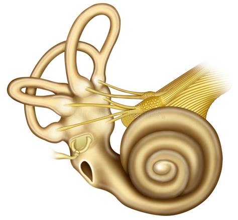 Ear Anatomy Cochlea