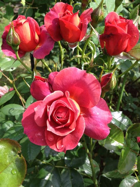 Purple lilacs represent the first emotions of love while magenta lilacs symbolize they're the first signs of spring, so it makes sense that crocuses symbolize youthful happiness. Floribunda 'Hot Cocoa' | Lavender roses, Rose