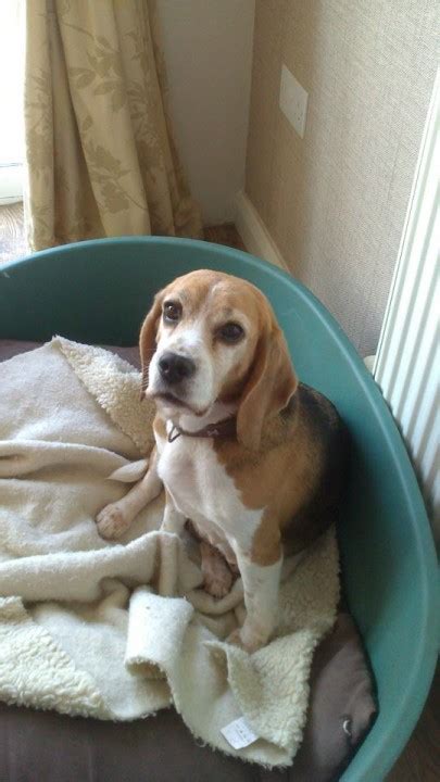 Pepper 6 Year Old Female Beagle Dog For Adoption