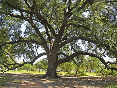 Live Oak Tree In Austin Live Oak Trees How To Take Photos Landscape