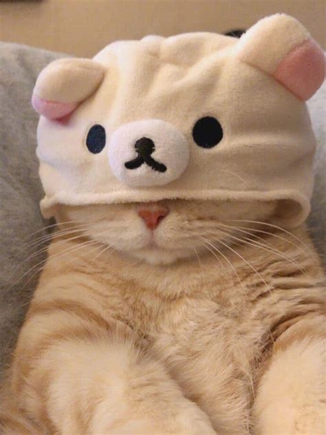 Cute Cat Pfp Aesthetic Ghost Photoshoot Tiktok Trend Cellrisel
