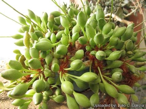 This variety has peach flowers the size of. 112 best Succ: Adromischus images on Pinterest | Succulent ...
