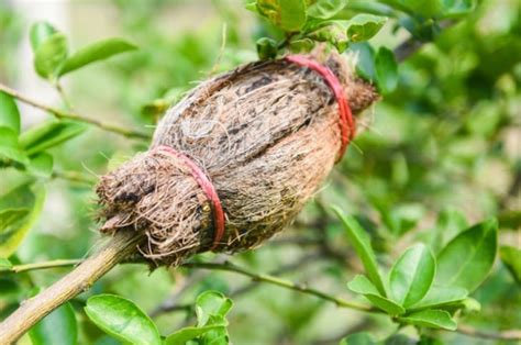 Ciri Ciri Tumbuhan Yang Dapat Dicangkok RuangBiologi Co Id