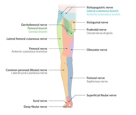 Cutaneous Innervation Lower Limb Femoral Nerve Nerve