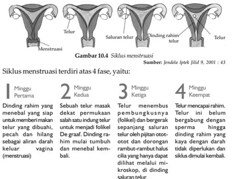 Hormon Yang Berperan Dalam Menstruasi Kehamilan Persalinan Dan