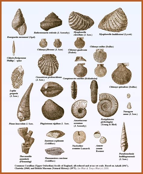Alfa Img Showing Shell Fossils Identification