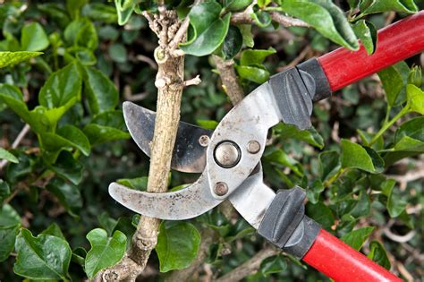 A Guide For Dummies How To Choose The Best Pruning Shears
