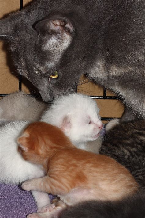 Mother And Kittens Were Fostering A Cat That Gave Birth T Flickr