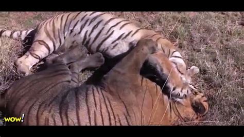 Lion Vs Lion Fight To Death Lion Vs Tiger Lion Vs Buffalo Most