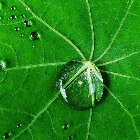 Rain Drop Droplet Drops Leaf Nature Hd Phone Wallpaper Peakpx