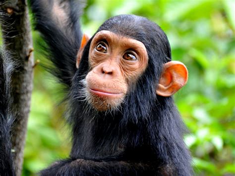 How Much Food Does A Chimpanzee Eat Per Day - Food Poin