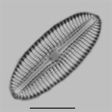 Diploneis Genera Diatoms Of North America