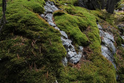 Green Moss On A Rock Free Stock Photo Public Domain Pictures