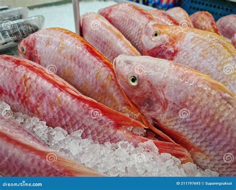 Close Up Fresh Red Nile Tilapia Fish In Pile Of Ice Stock Image Image